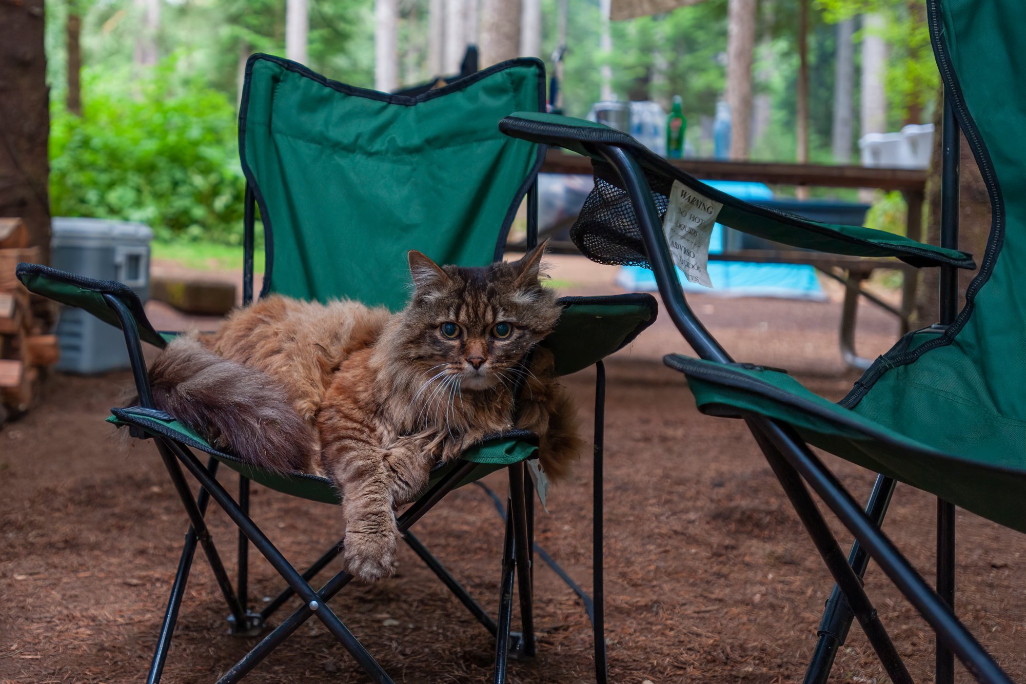 Cat in camp chair