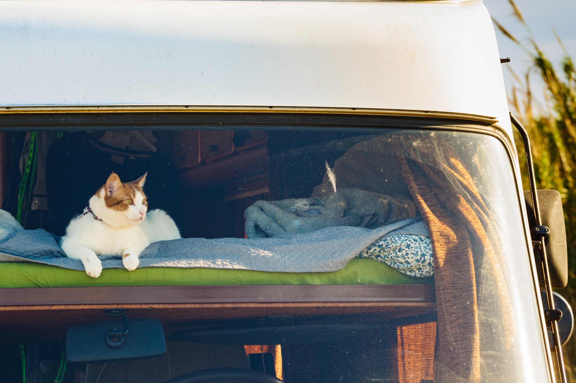 Cat in a camper window