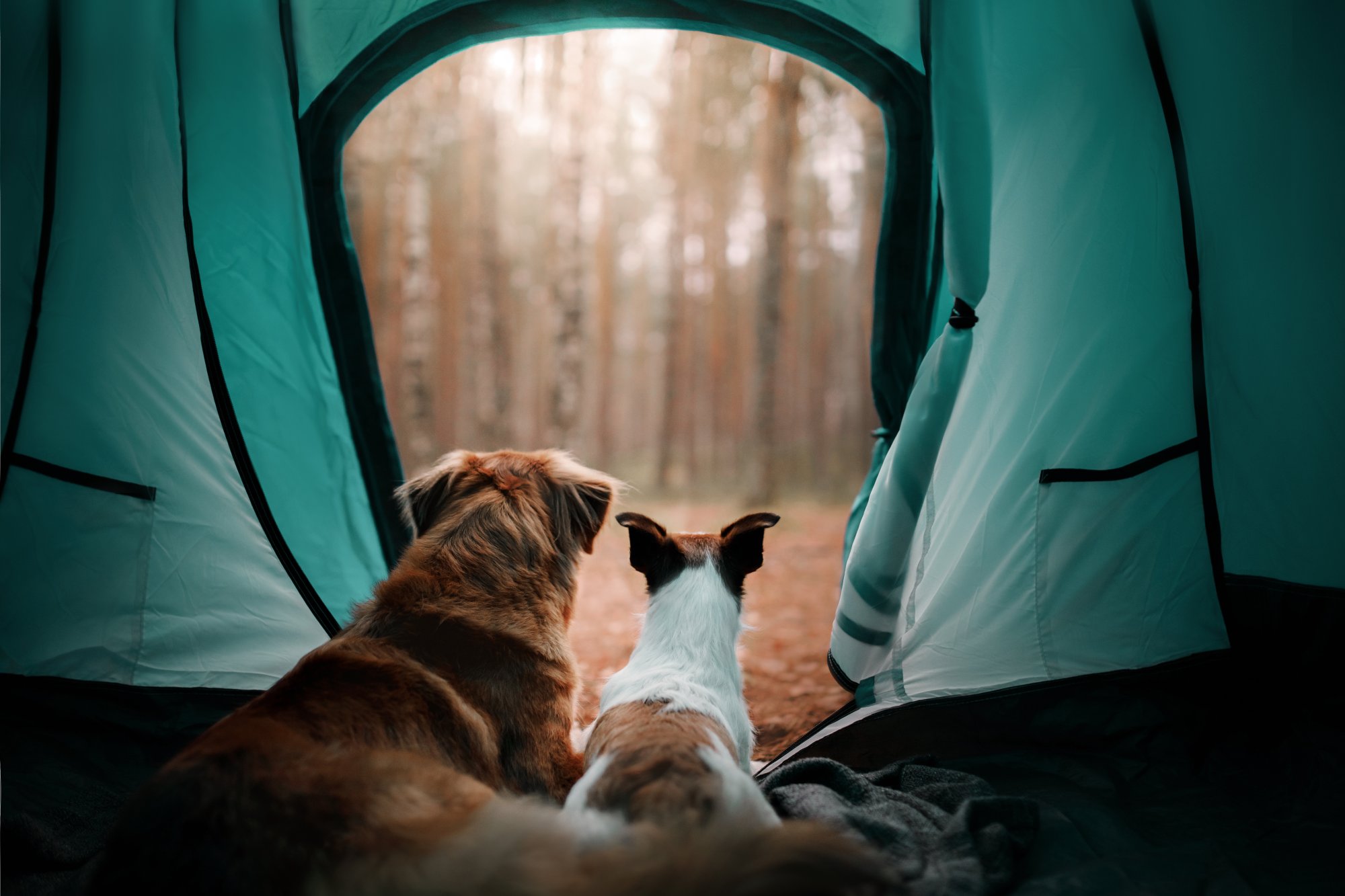Two dogs in a tent