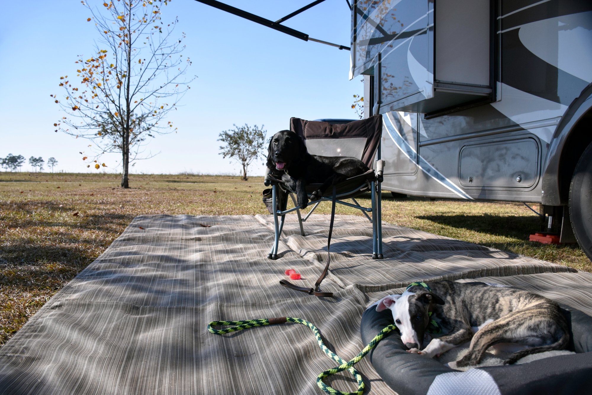 Two dogs in front of an RV